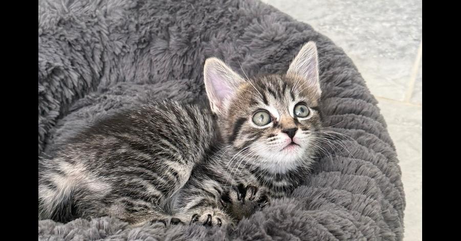 Leia, a Adoptable Domestic Short Hair in Henrico, VA image 2/5