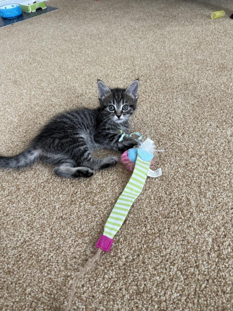 Leia, a Adoptable Domestic Short Hair in Henrico, VA image 5/5