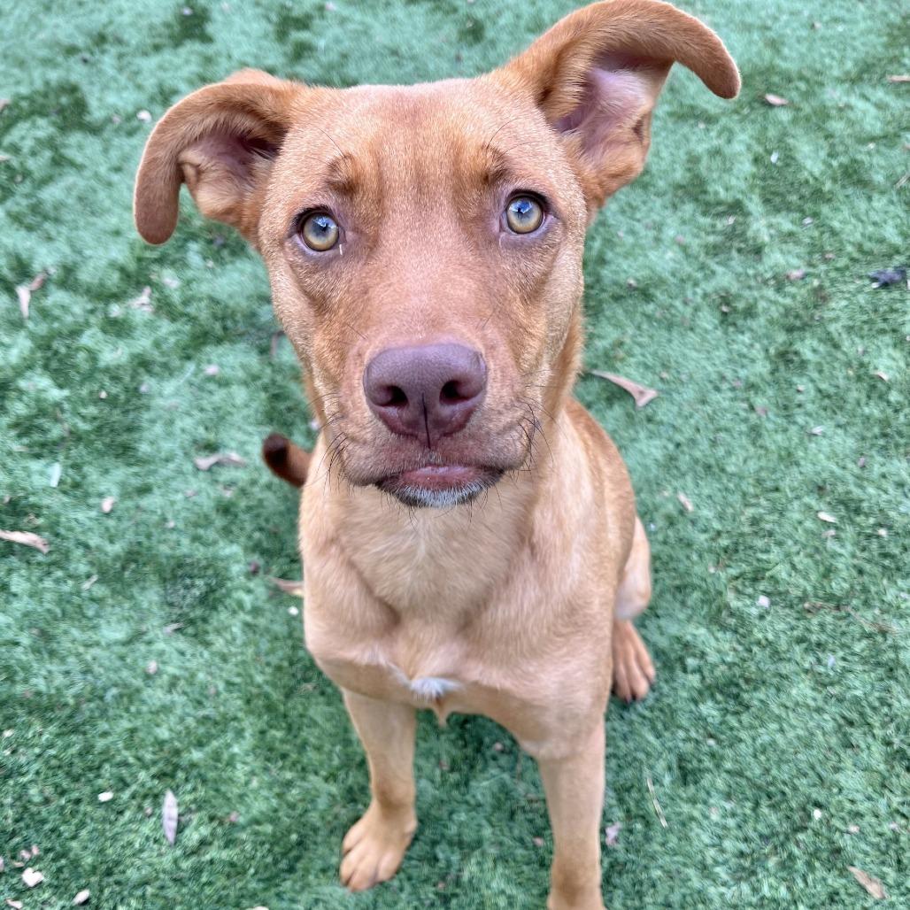 Hickory, Adoptable, Young Male Vizsla & Mixed Breed.