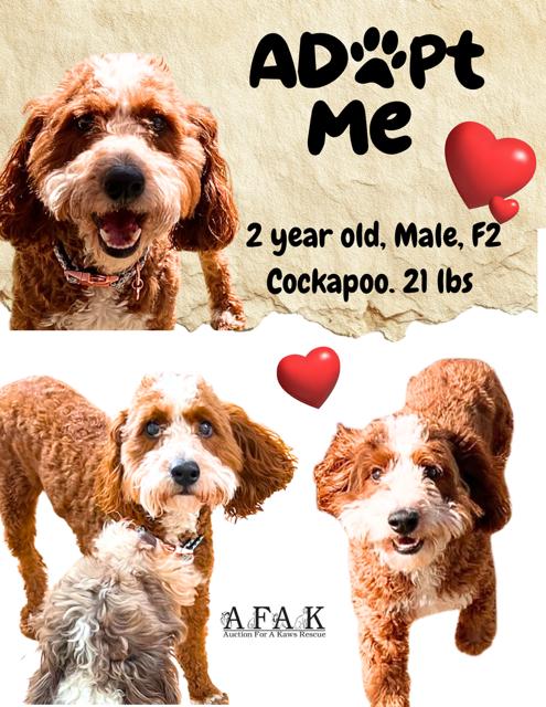 Banjo, ADOPTABLE, Young Male Cockapoo.