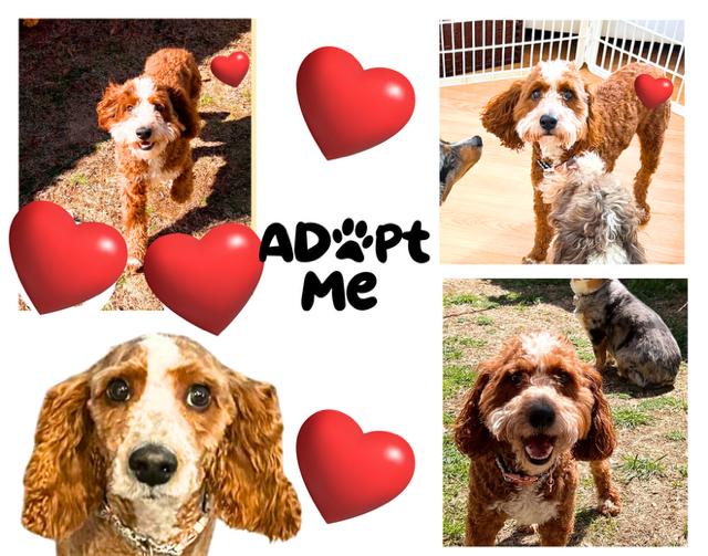 Enlarge Banjo, a ADOPTABLE Cockapoo in Greenville, SC image 2/2