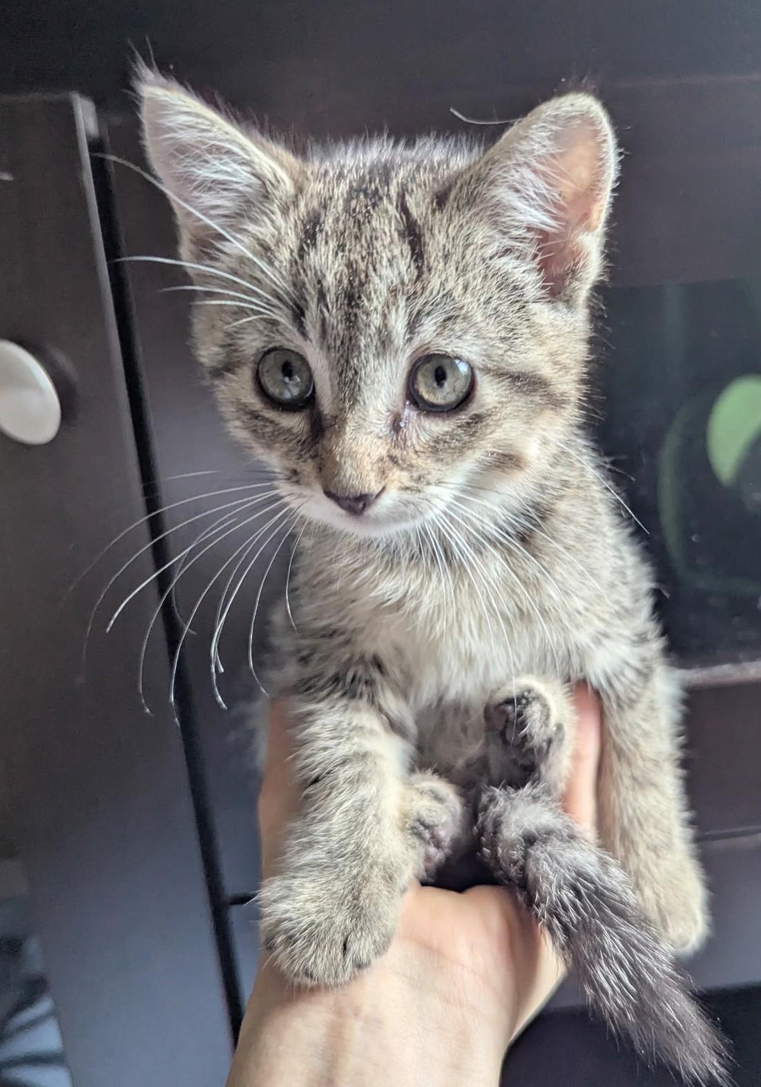 Blueberry, ADOPTABLE, Young Male American Shorthair.