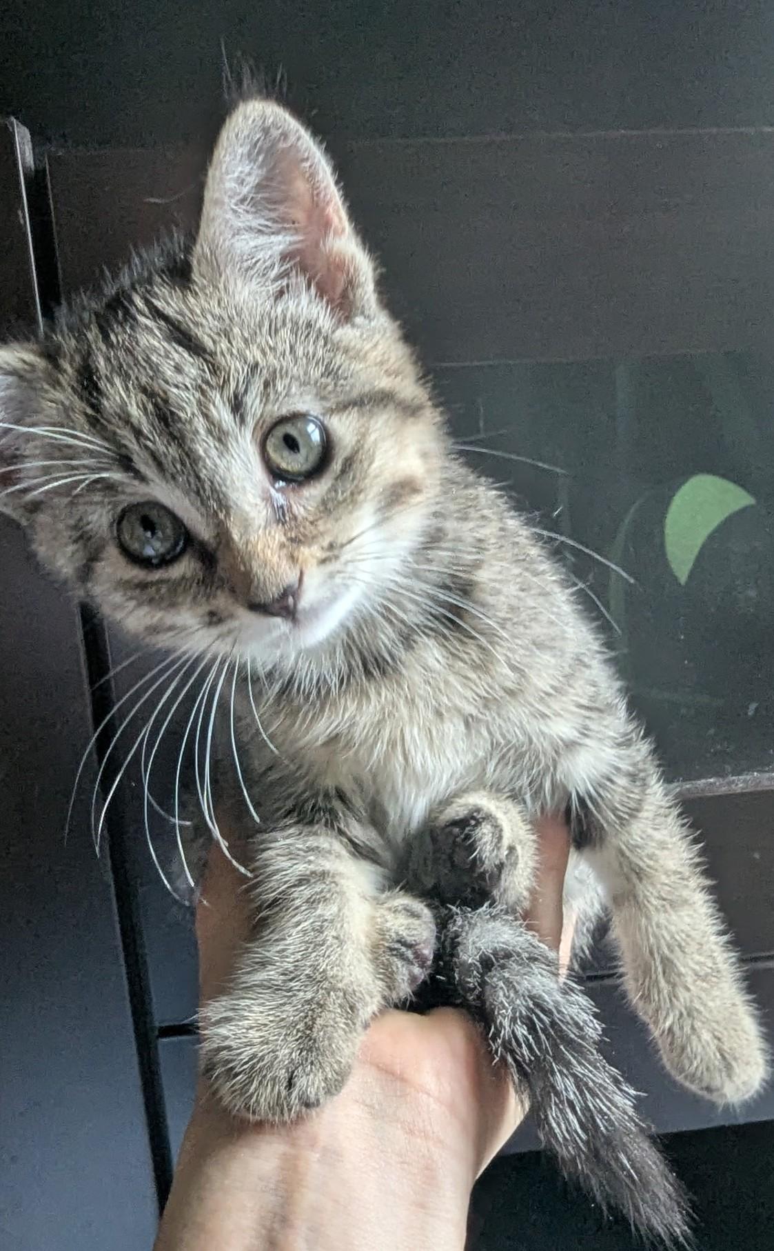 Blueberry, a ADOPTABLE American Shorthair in Rochester, NY image 2/2