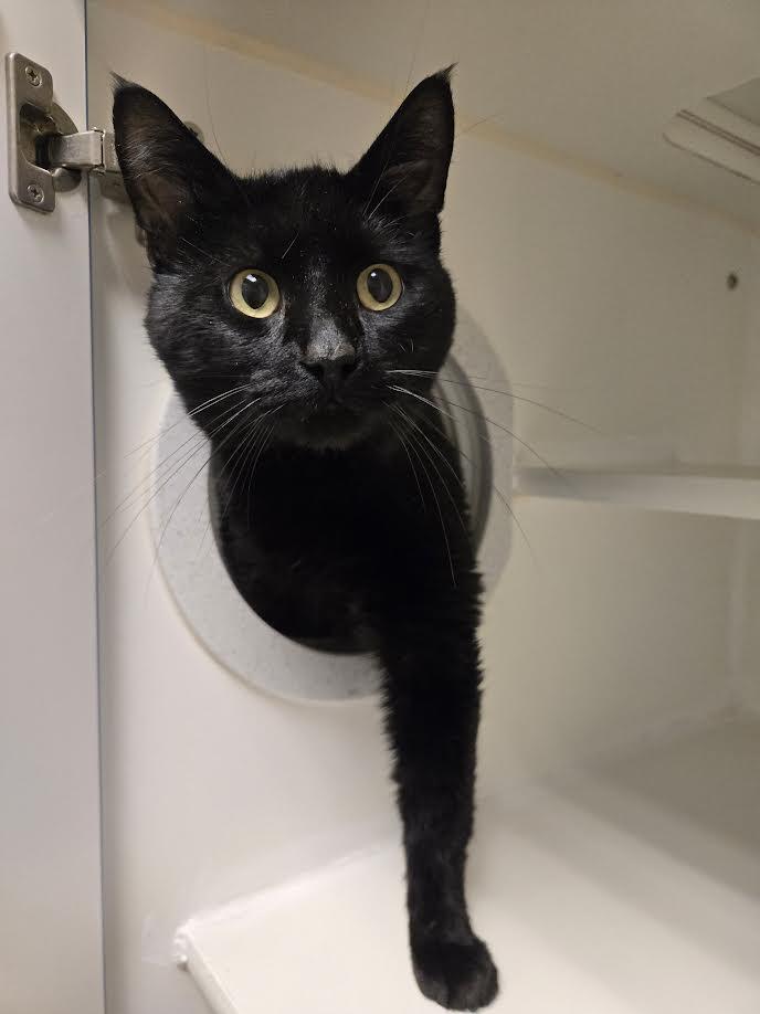 Raiden, an adopted mixed breed in Bellingham, WA image 2/5