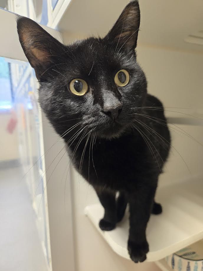 Raiden, an adopted mixed breed in Bellingham, WA image 1/5