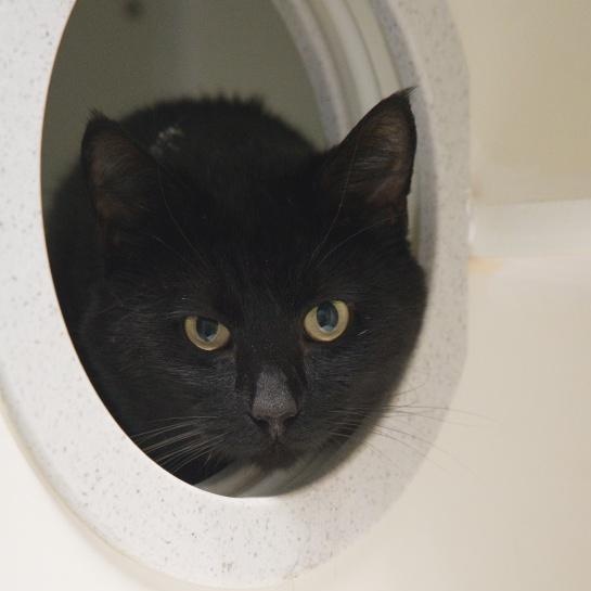 Raiden, an adopted mixed breed in Bellingham, WA image 4/5