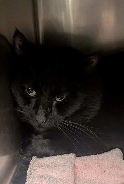 Raiden, an adopted mixed breed in Bellingham, WA image 3/5