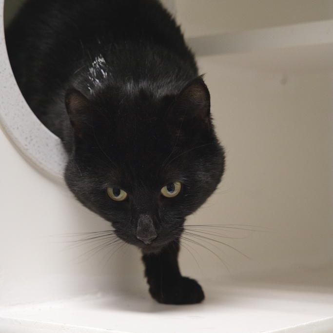 Raiden, an adopted mixed breed in Bellingham, WA image 5/5