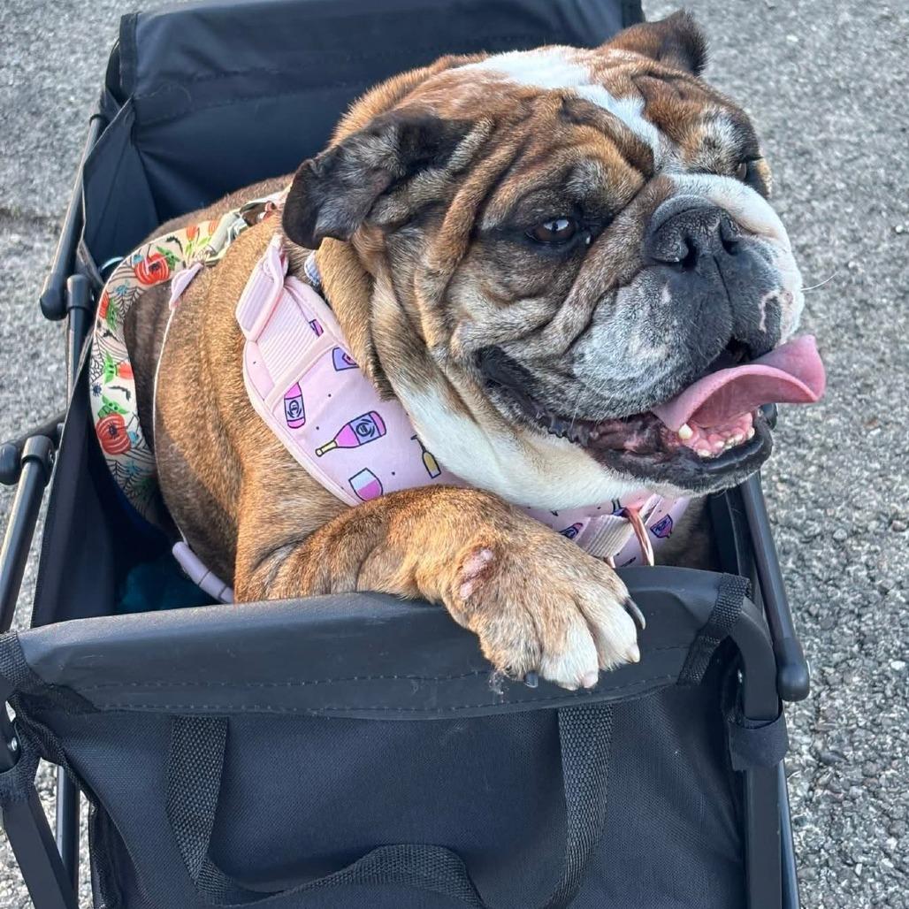 Enlarge Kiera, a Adoptable English Bulldog in Huber Heights, OH image 1/2