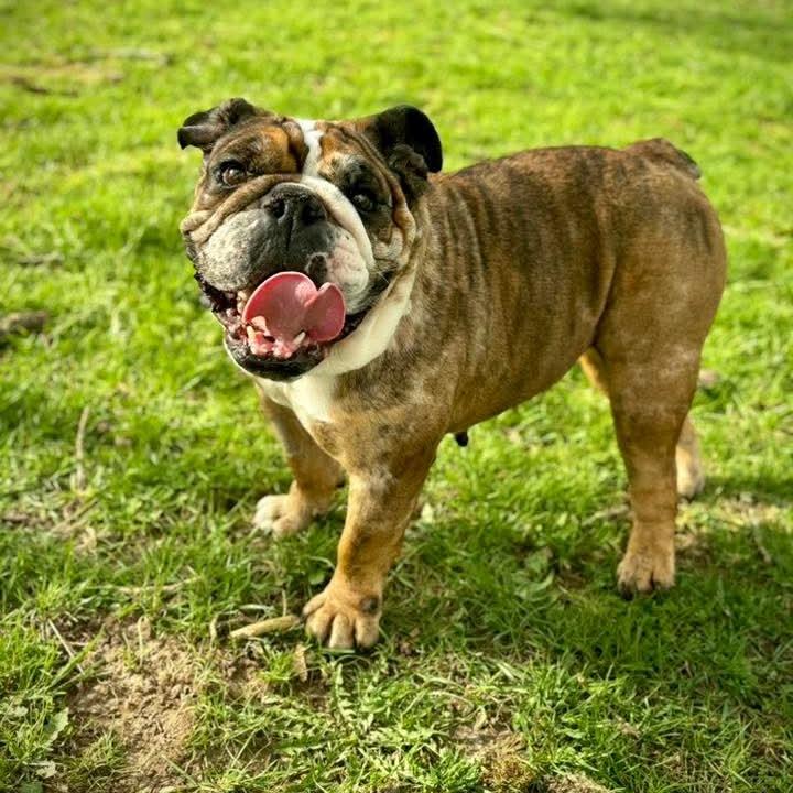 Enlarge Kiera, a Adoptable English Bulldog in Huber Heights, OH image 2/2