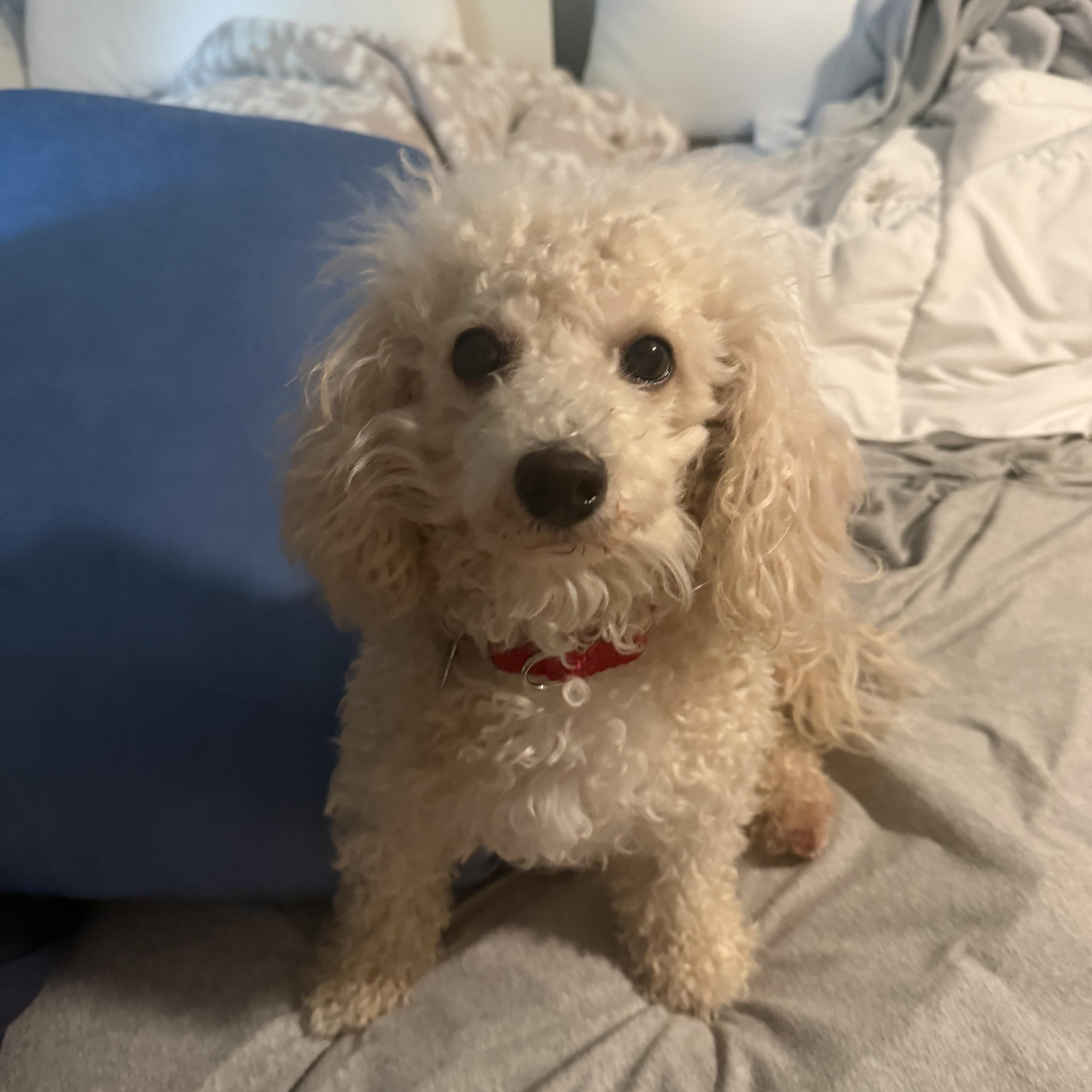 Mallory, adopted, Young Female Miniature Poodle & Bichon Frise.