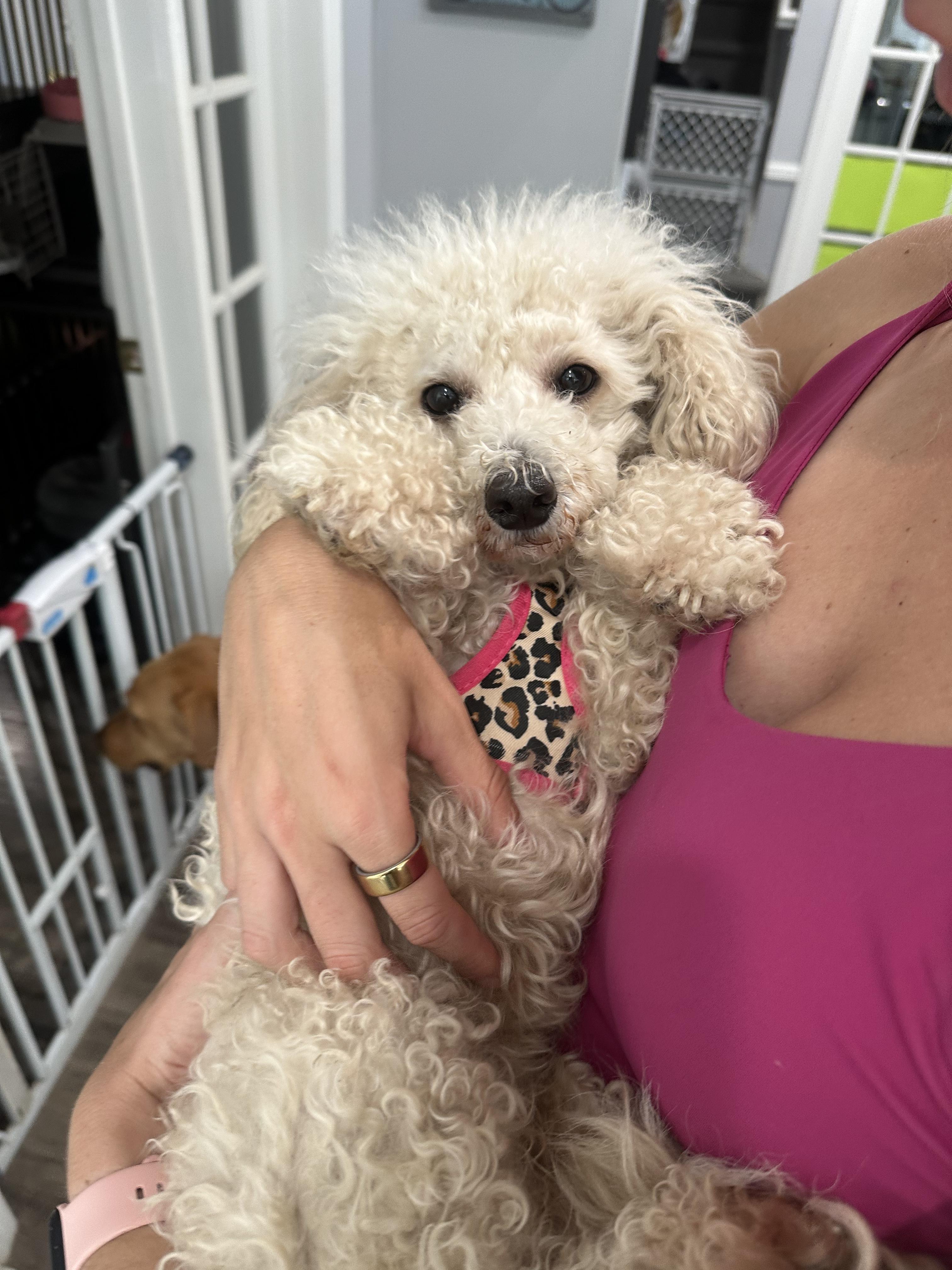 Mallory, an adopted mixed breed in Mahwah, NJ image 5/6