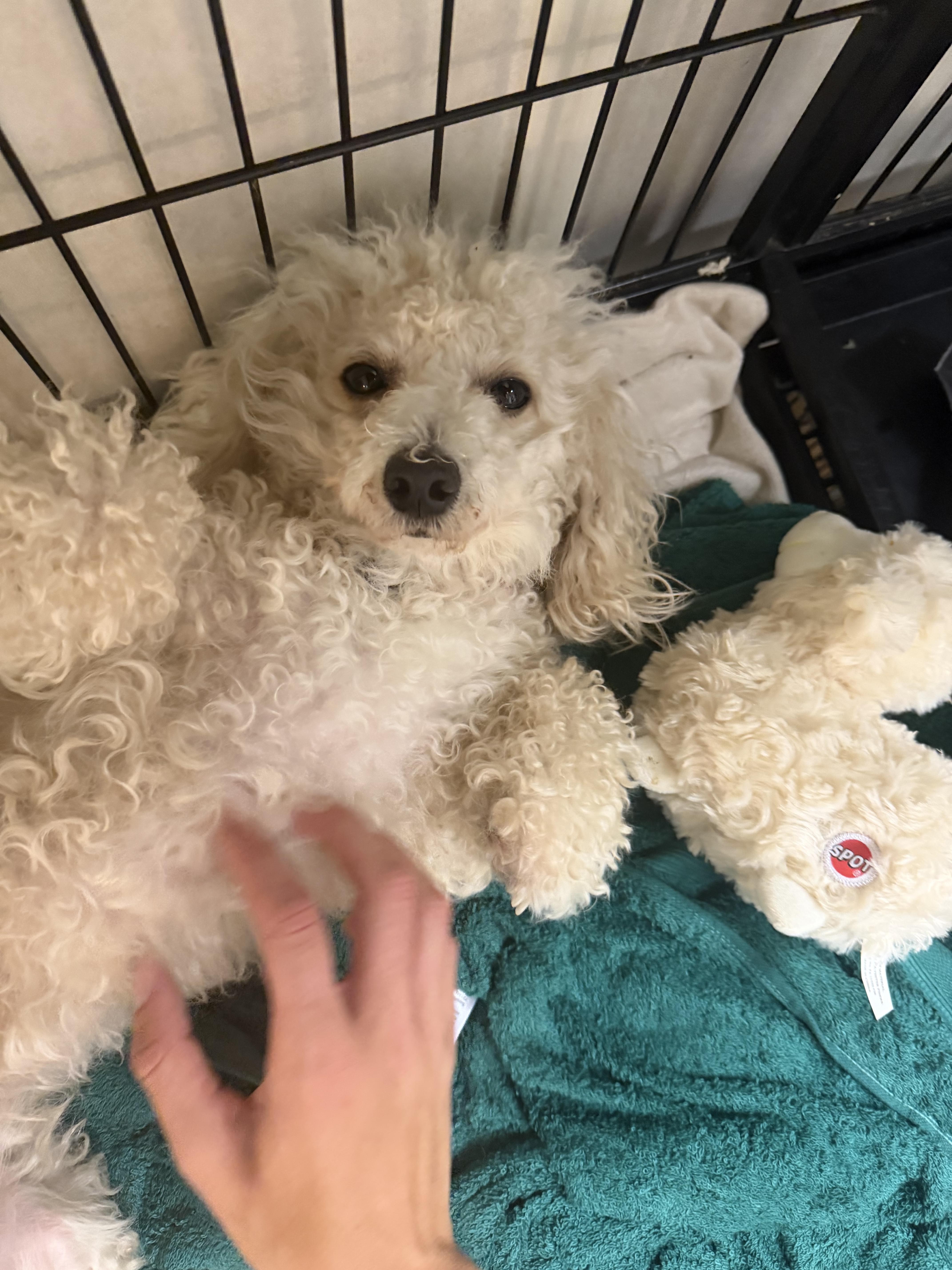 Mallory, an adopted mixed breed in Mahwah, NJ image 3/6