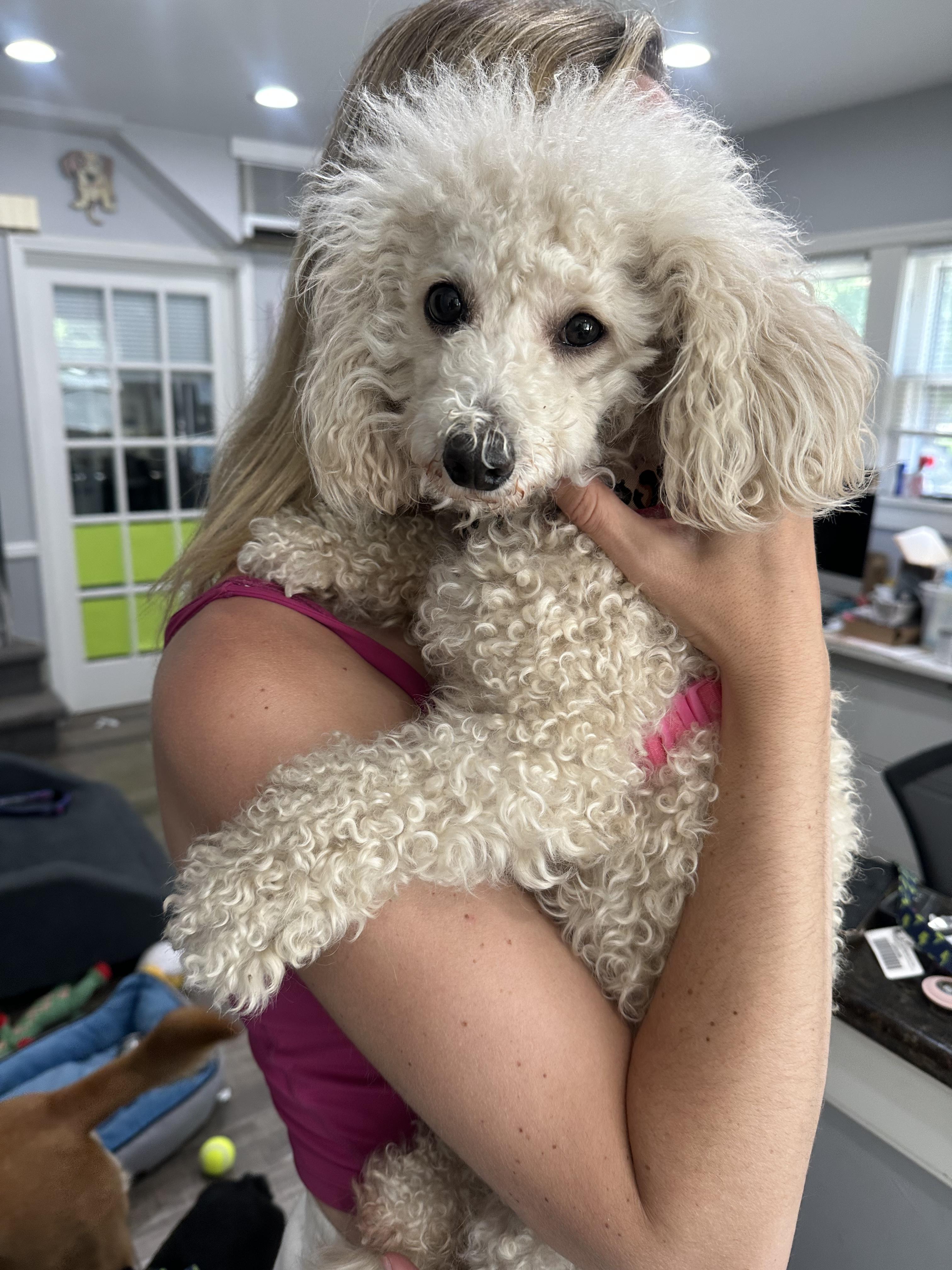 Mallory, an adopted mixed breed in Mahwah, NJ image 2/6