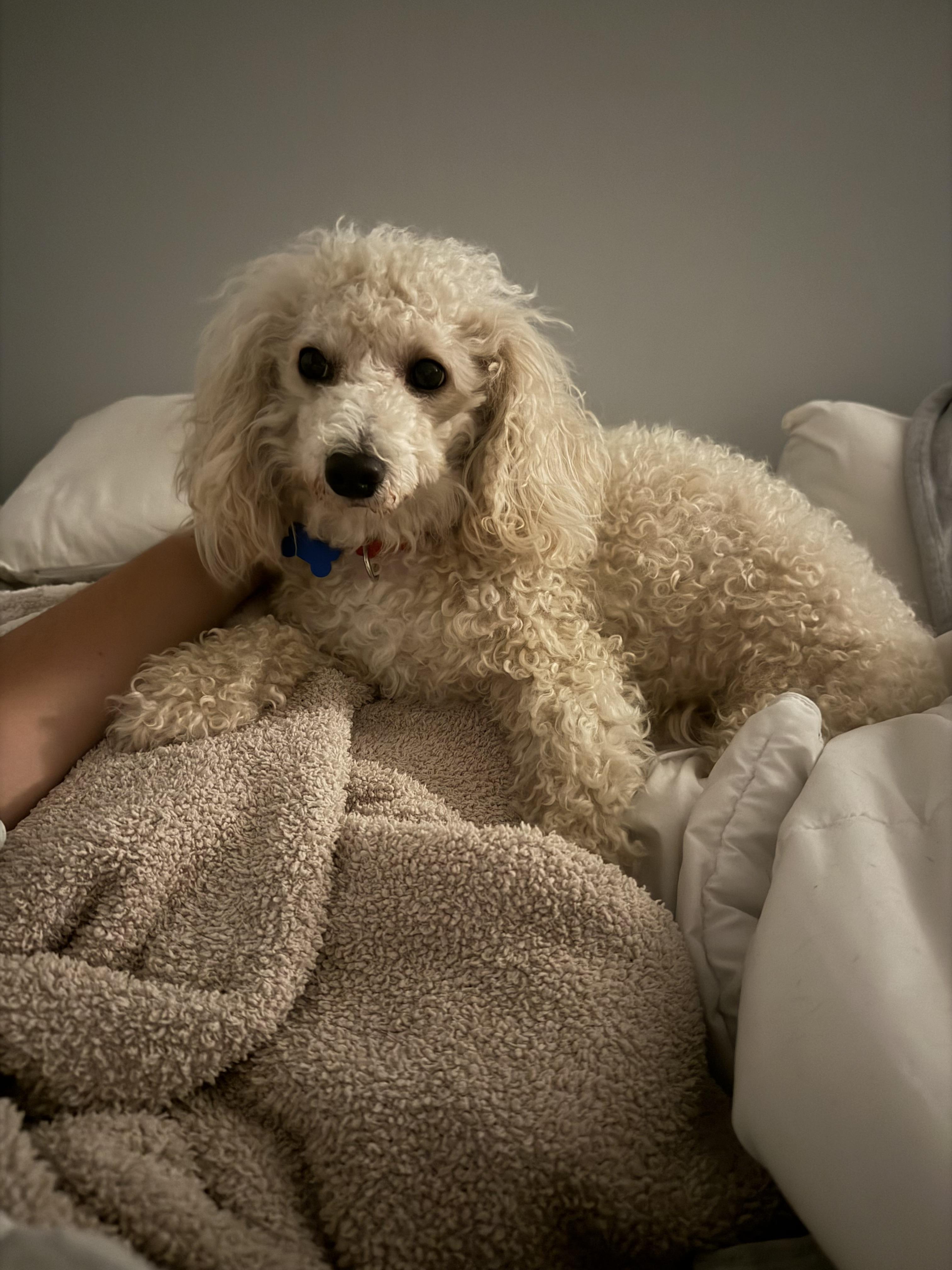 Mallory, an adopted mixed breed in Mahwah, NJ image 6/6