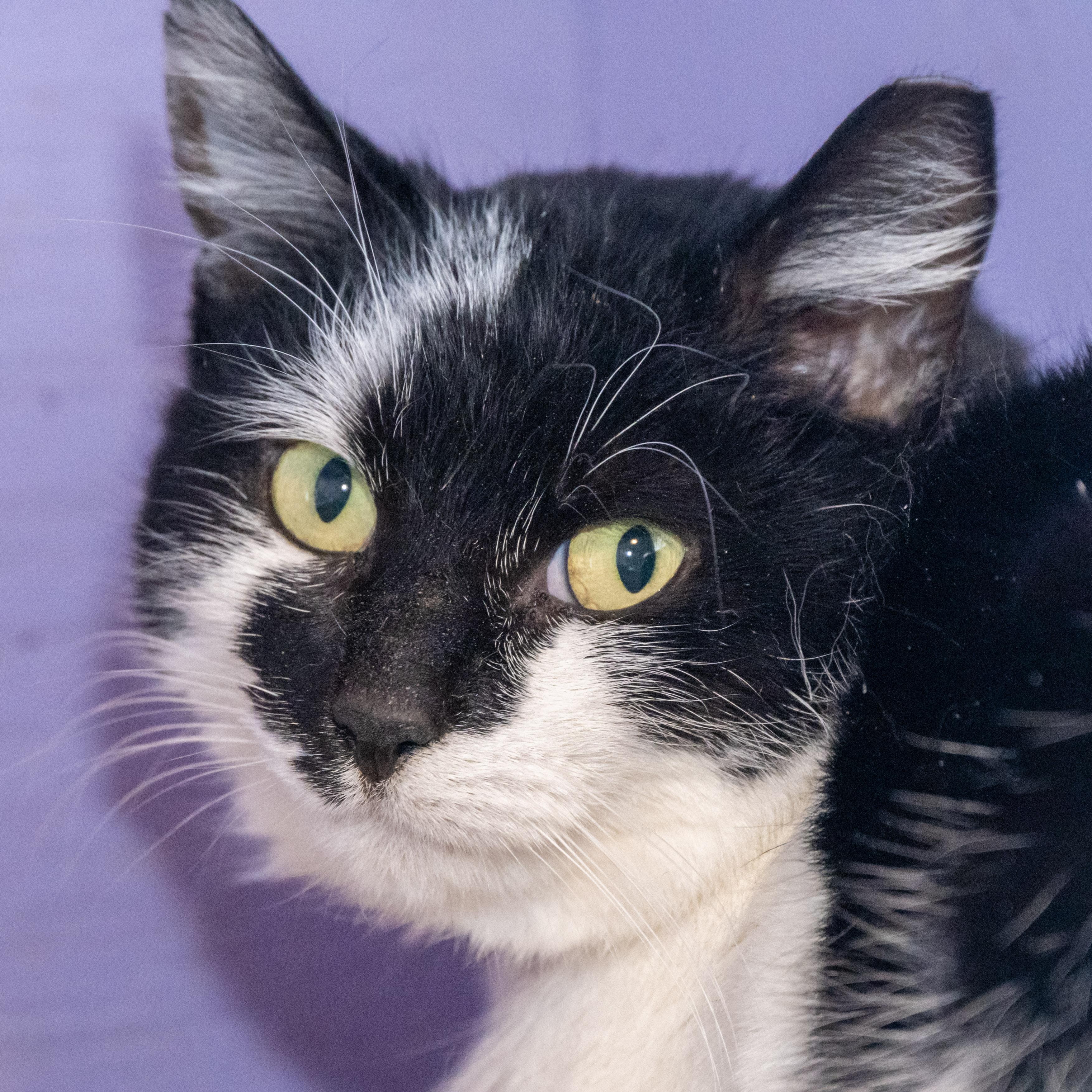 Lucia, a ADOPTABLE Domestic Short Hair in Victor, NY image 4/6