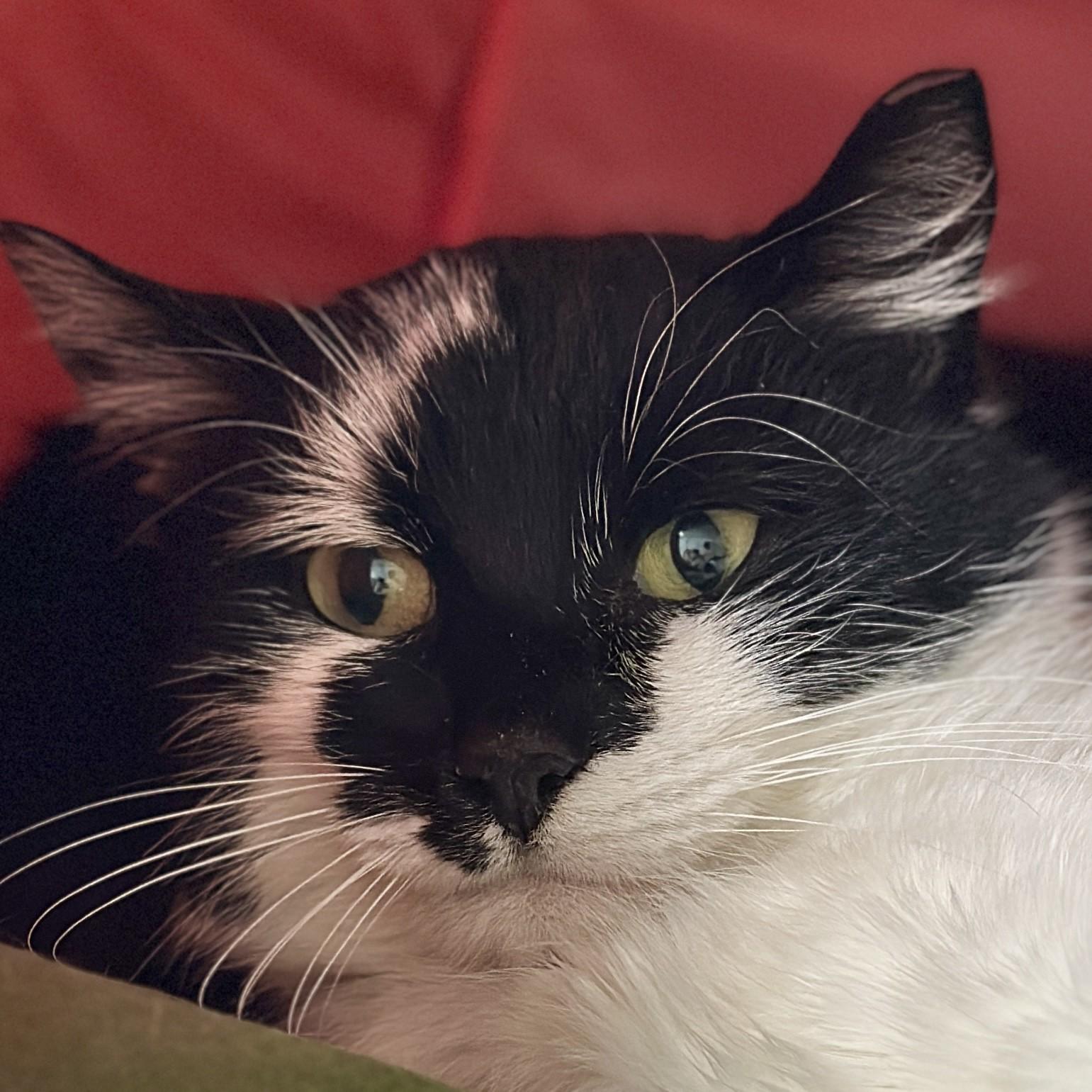 Lucia, a ADOPTABLE Domestic Short Hair in Victor, NY image 2/6