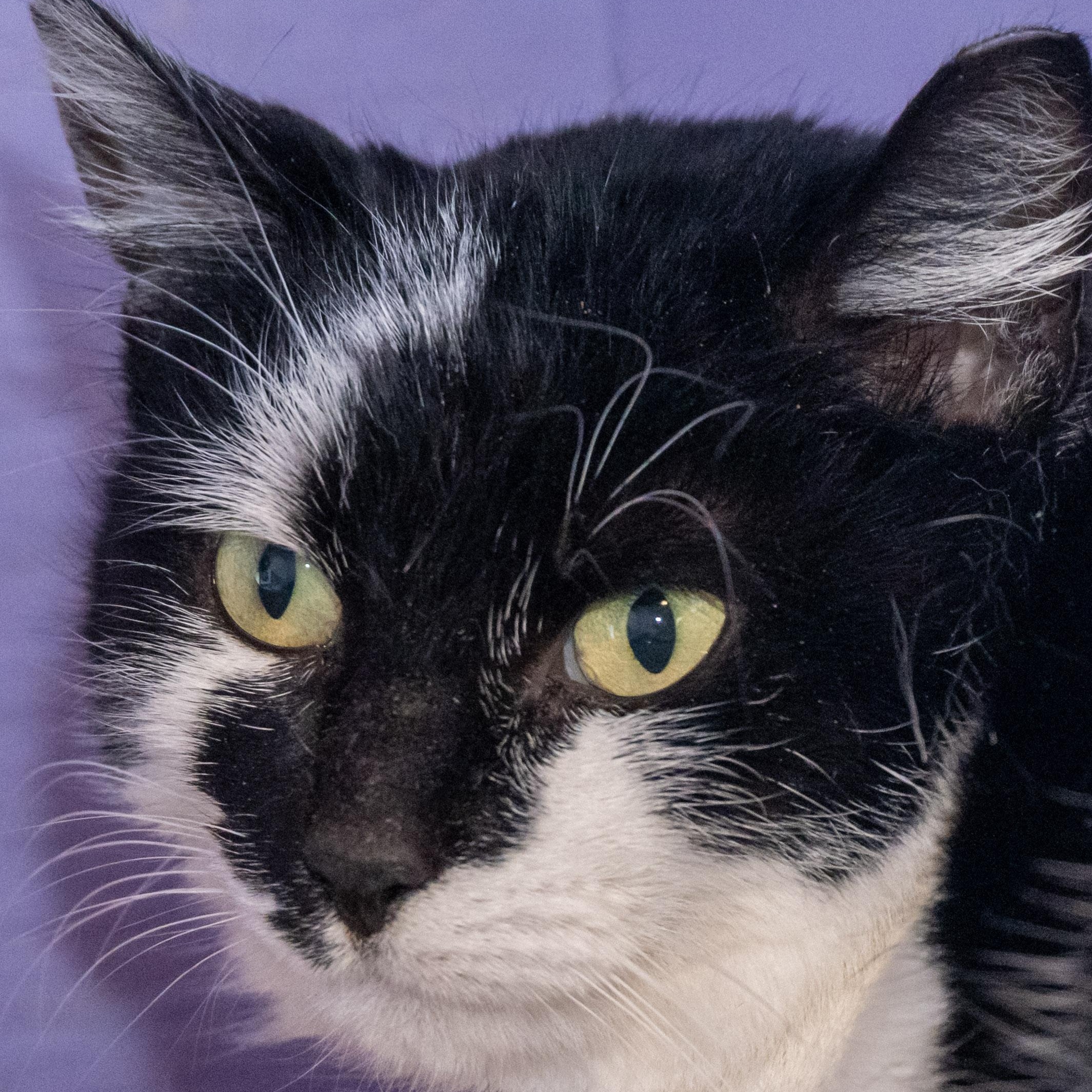 Lucia, a ADOPTABLE Domestic Short Hair in Victor, NY image 5/6