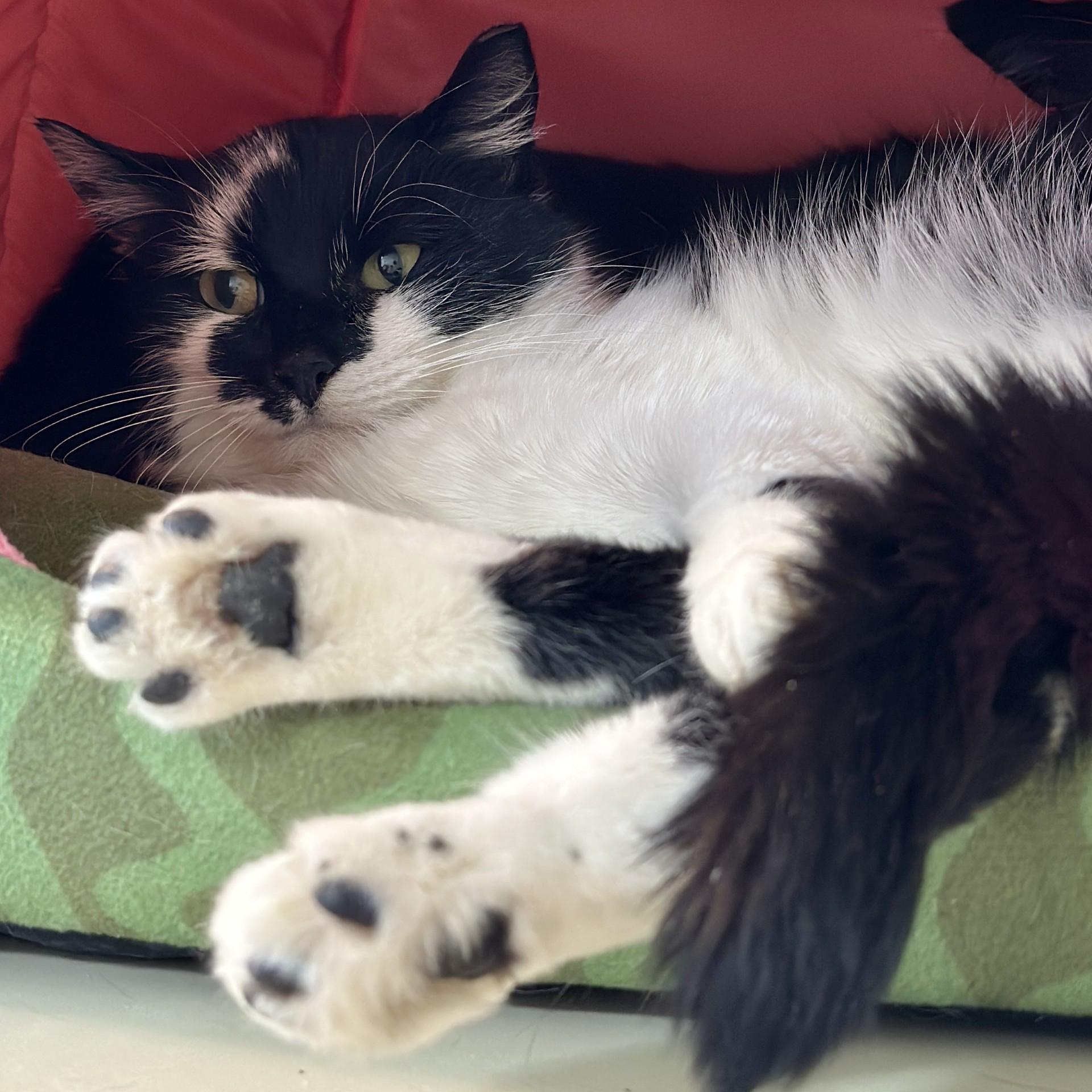 Lucia, a ADOPTABLE Domestic Short Hair in Victor, NY image 1/6