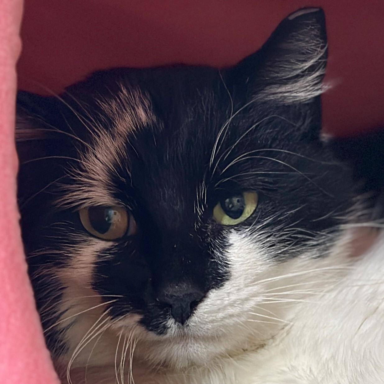 Lucia, a ADOPTABLE Domestic Short Hair in Victor, NY image 3/6