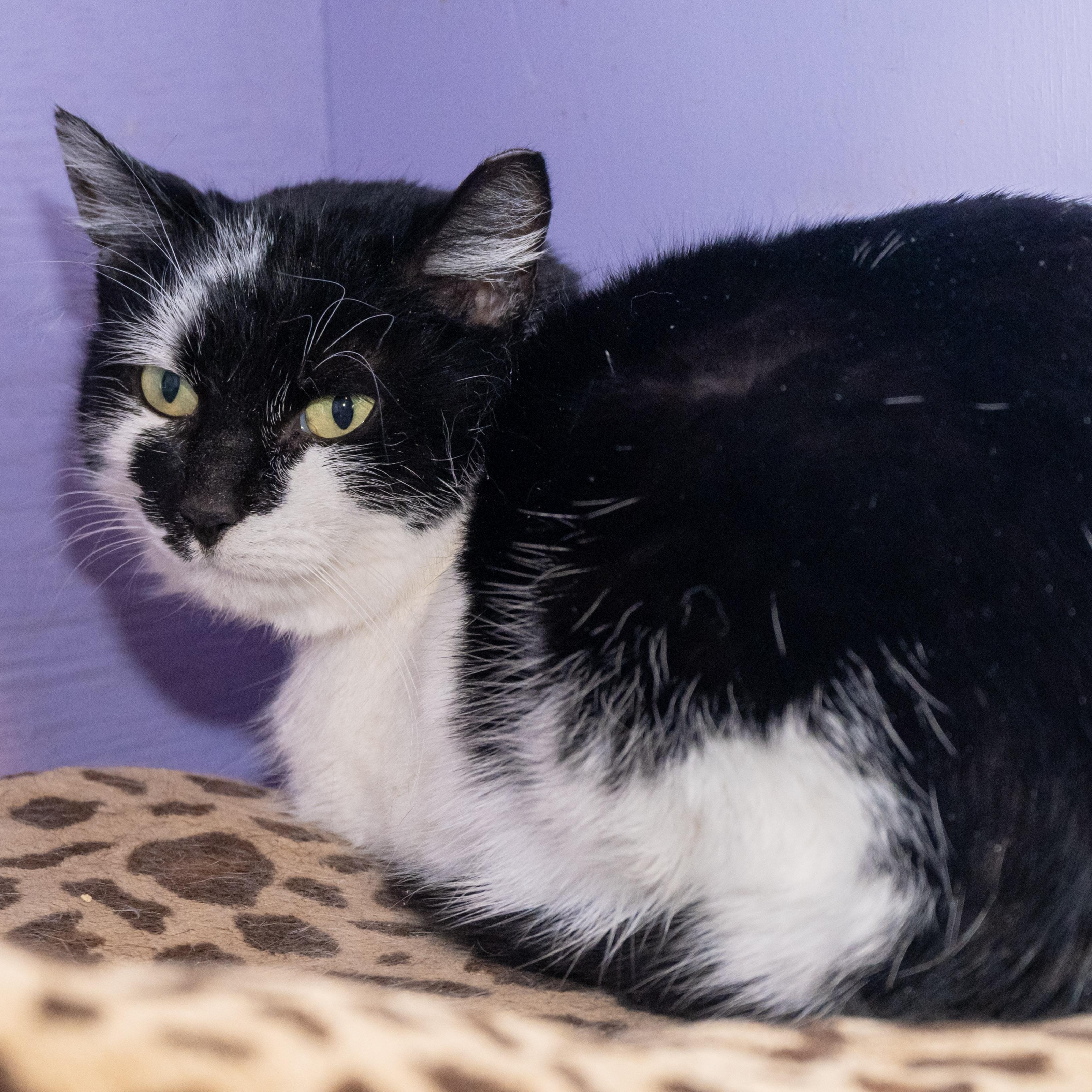 Lucia, a ADOPTABLE Domestic Short Hair in Victor, NY image 6/6