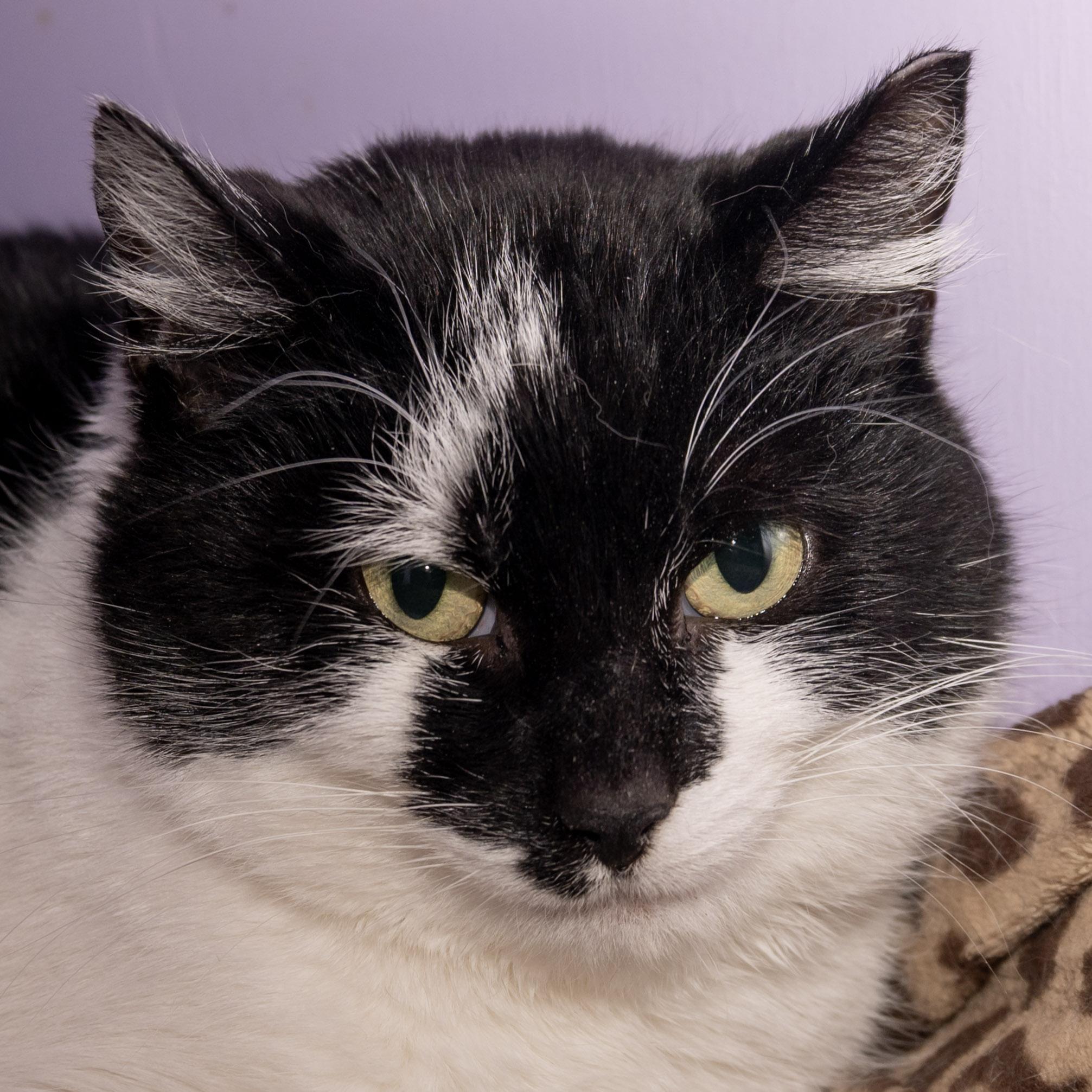 Lucia, an adopted Domestic Short Hair in Victor, NY image 5/6