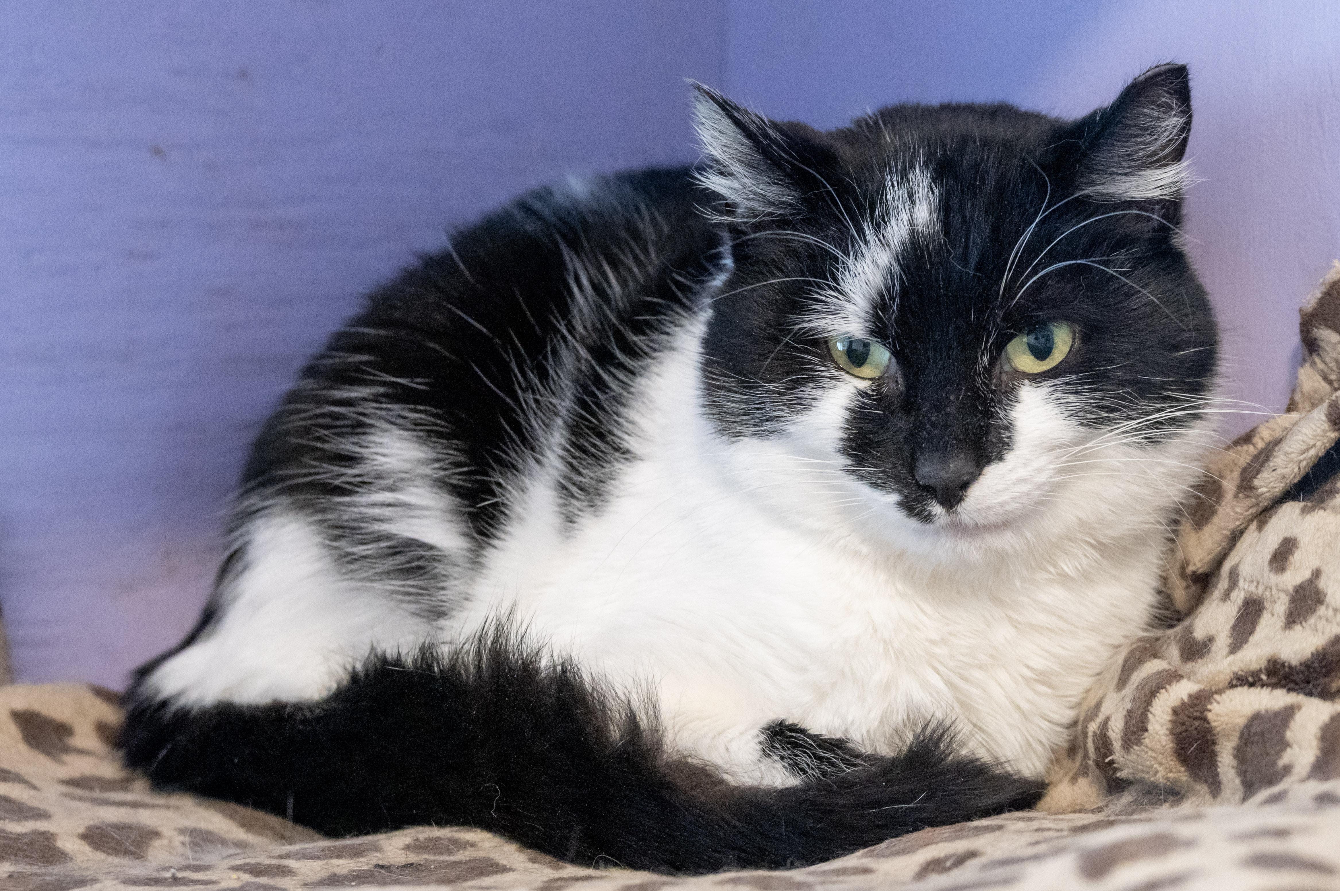 Lucia, an adopted Domestic Short Hair in Victor, NY image 6/6