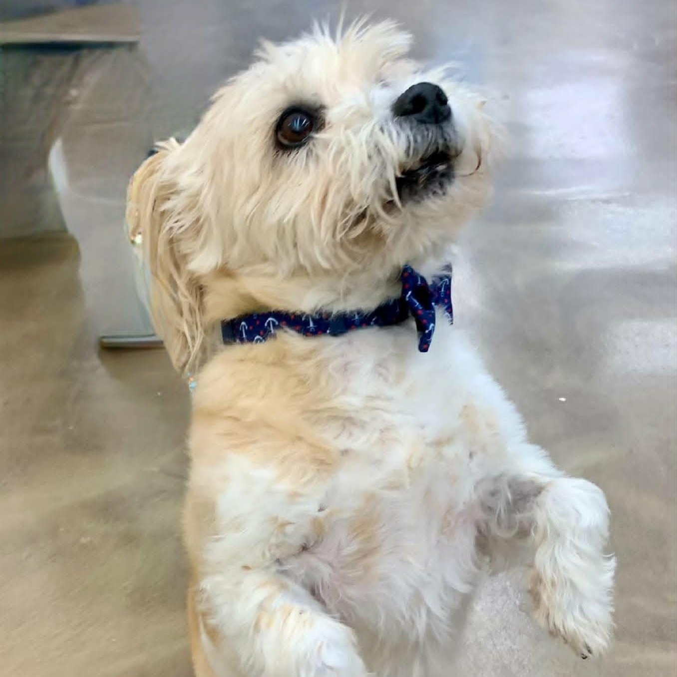 Enlarge Paco, a Adoptable mixed breed in Dayton, OH image 1/6