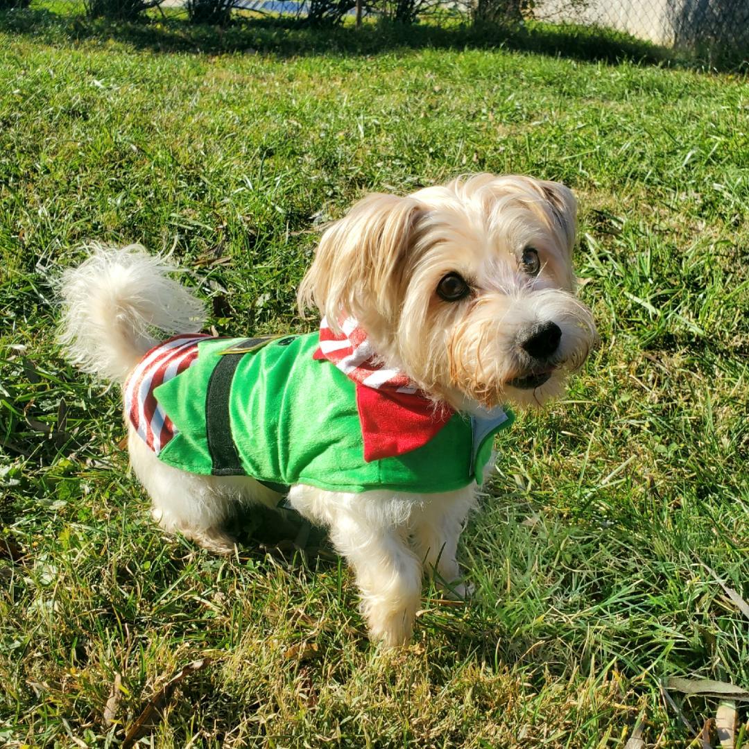 Paco, Adoptable, Adult Male West Highland White Terrier / Westie.