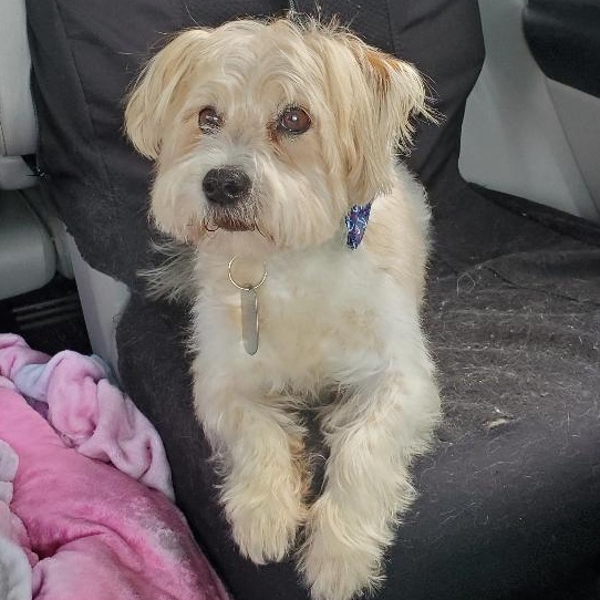 Enlarge Paco, a Adoptable mixed breed in Dayton, OH image 2/4