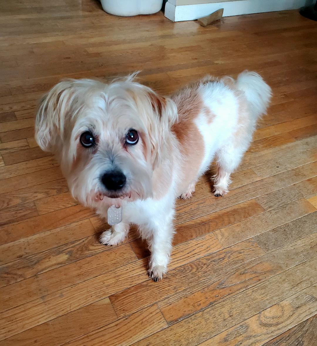 Enlarge Paco, a Adoptable mixed breed in Dayton, OH image 3/4