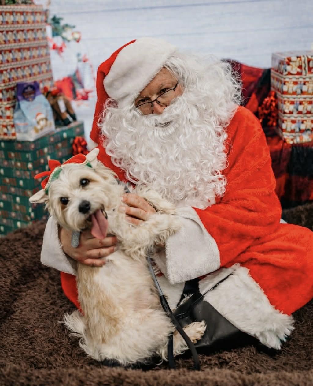 Paco, a Adoptable mixed breed in Dayton, OH image 1/6