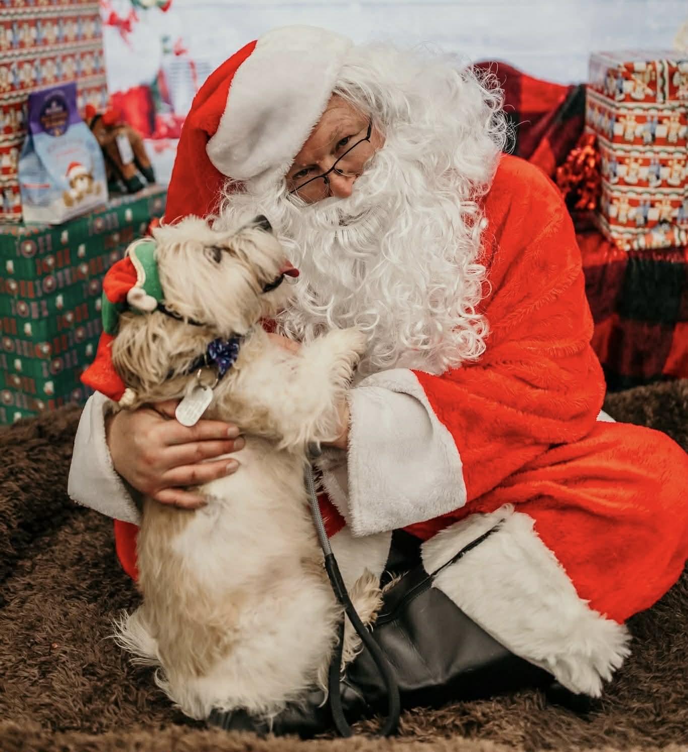 Paco, a Adoptable mixed breed in Dayton, OH image 2/6