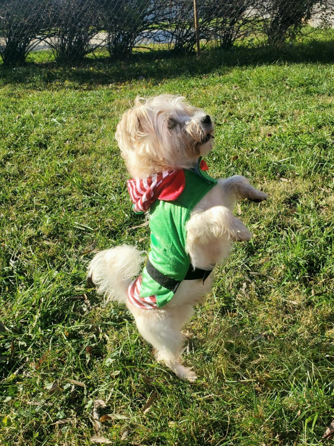 Enlarge Paco, a Adoptable mixed breed in Dayton, OH image 4/4