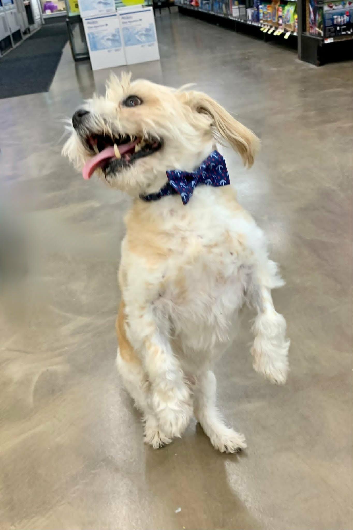 Enlarge Paco, a Adoptable mixed breed in Dayton, OH image 2/6