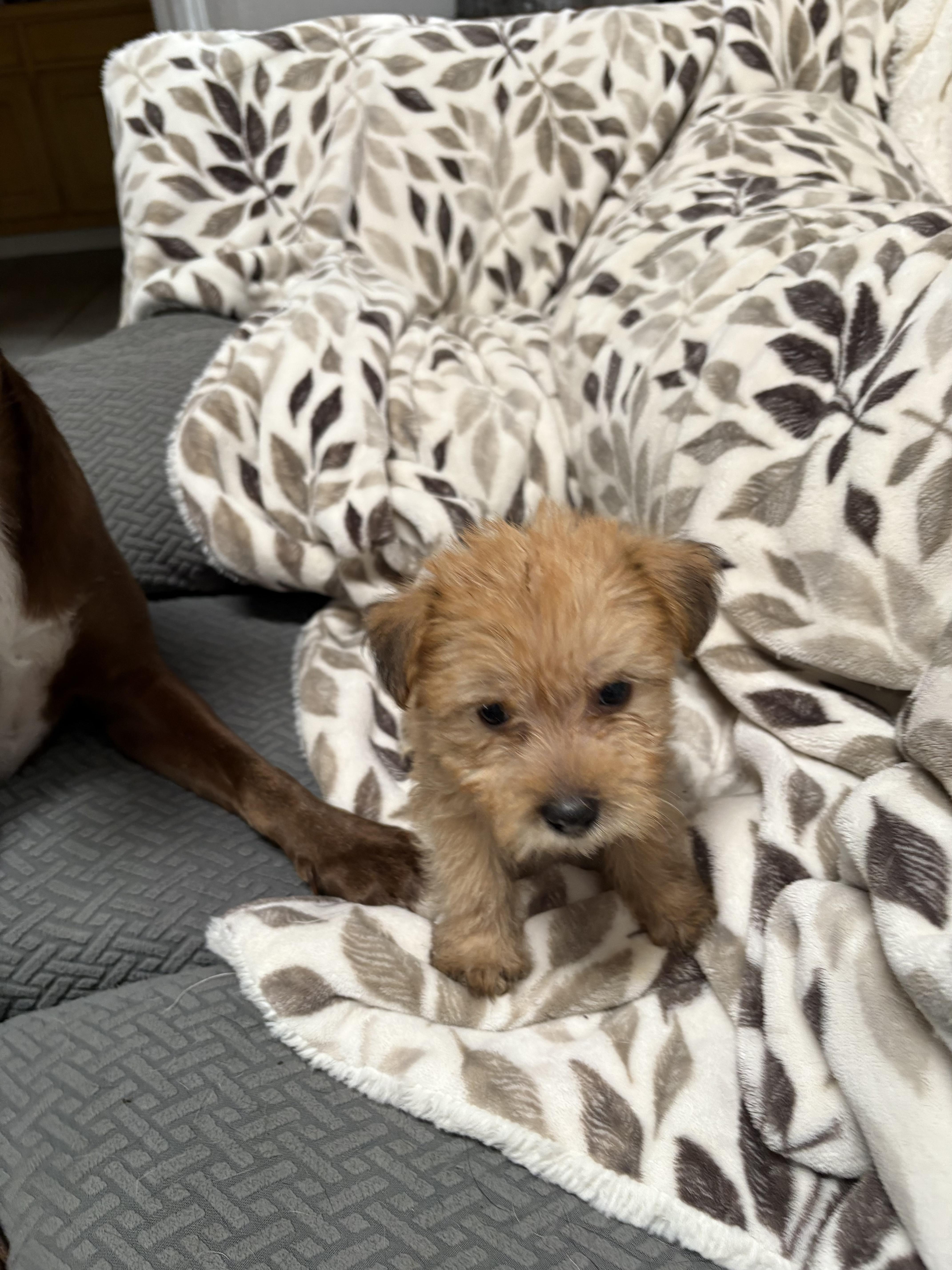 Enlarge Abe-E, a Adoptable mixed breed in Carlsbad, CA image 1/4