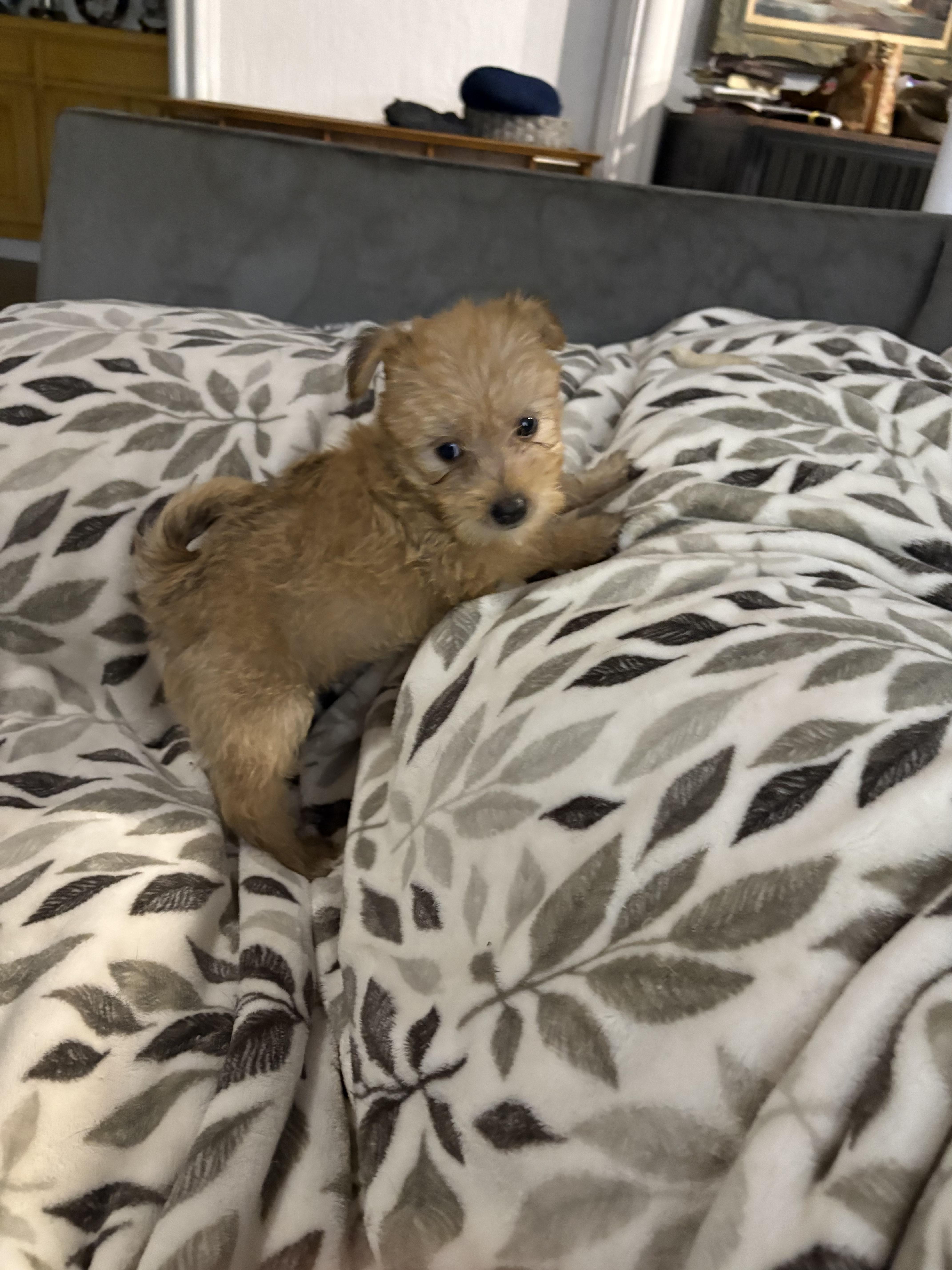 Enlarge Abe-E, a Adoptable mixed breed in Carlsbad, CA image 2/4