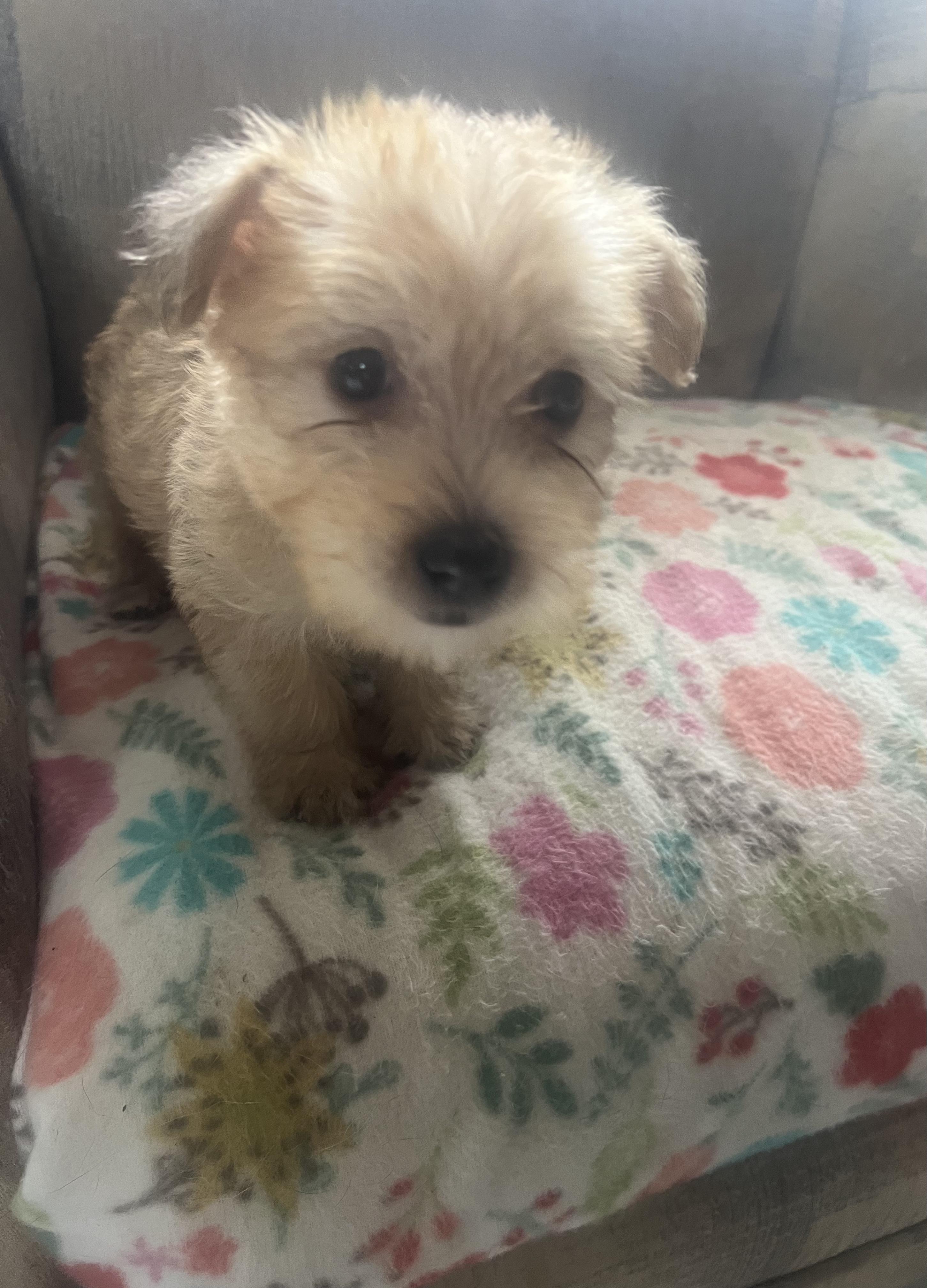 Enlarge Abe-E, a Adoptable mixed breed in Carlsbad, CA image 3/4