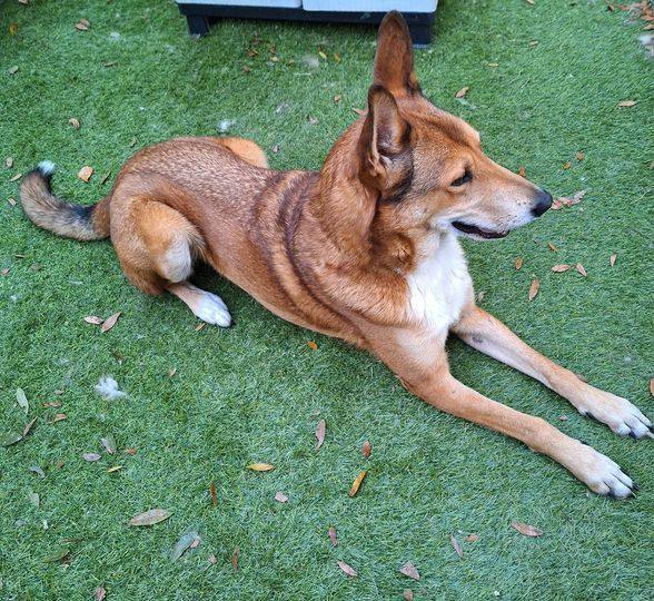 CHANCE, Adopted, Adult Male Carolina Dog & Smooth Collie.