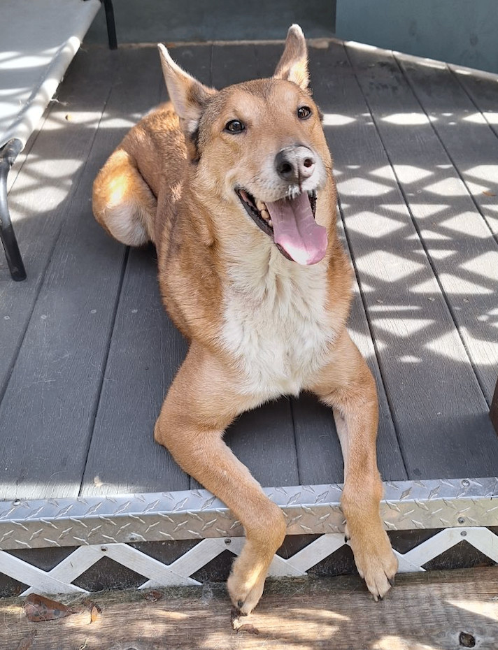 CHANCE, a Adopted mixed breed in Gainesville, FL image 2/2