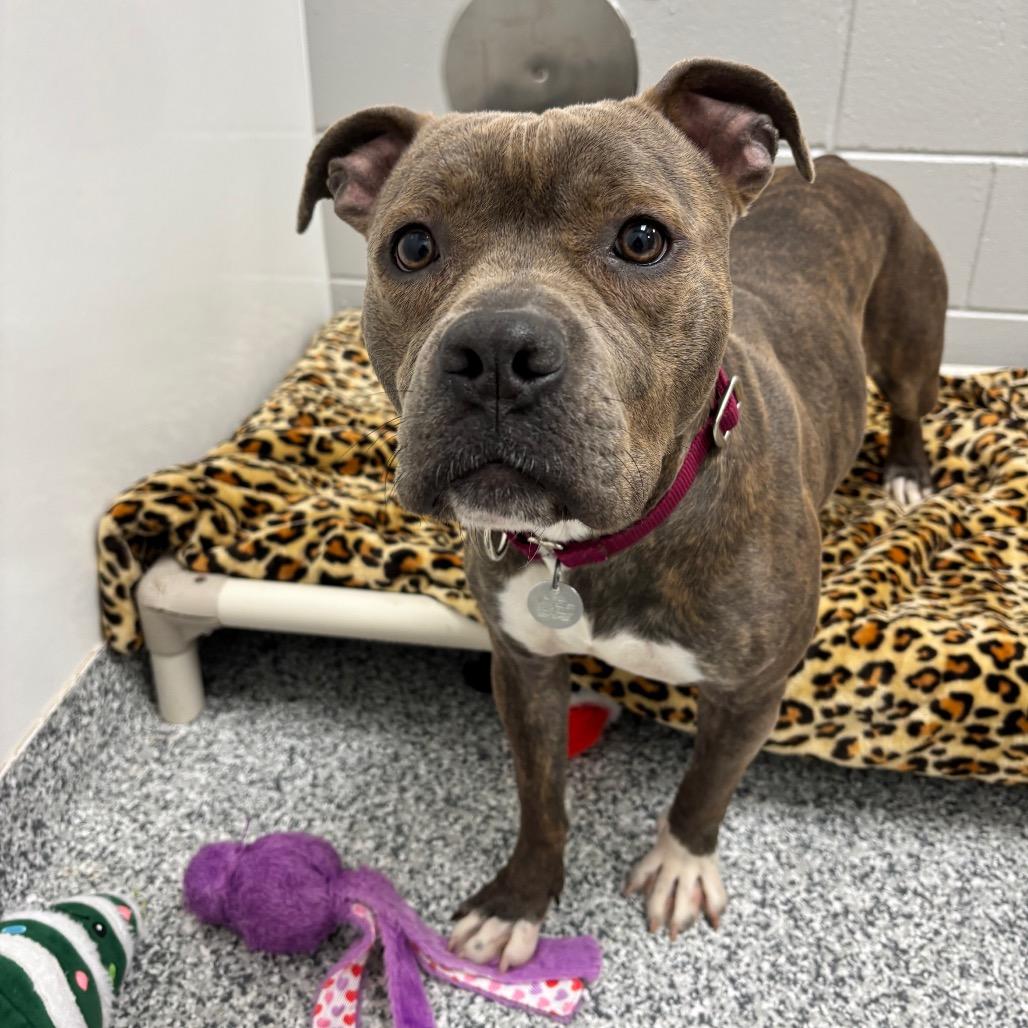 Birdie, Adoptable, Adult Female Terrier.