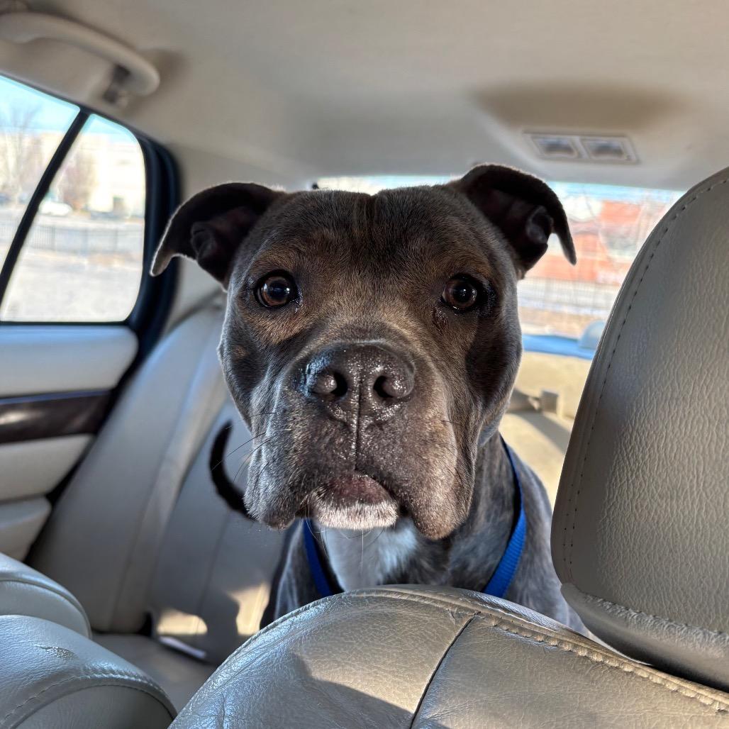 Enlarge Birdie, a Adoptable Terrier in Brookfield, WI image 5/6