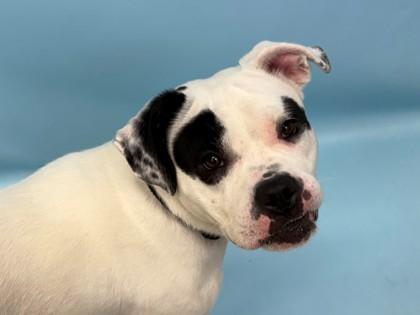 Enlarge Norma, a Adoptable mixed breed in Golden Valley, MN image 1/1