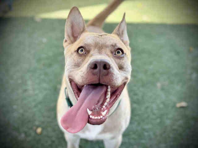 BRUNO, Adoptable, Adult Male Pit Bull Terrier & Mixed Breed.