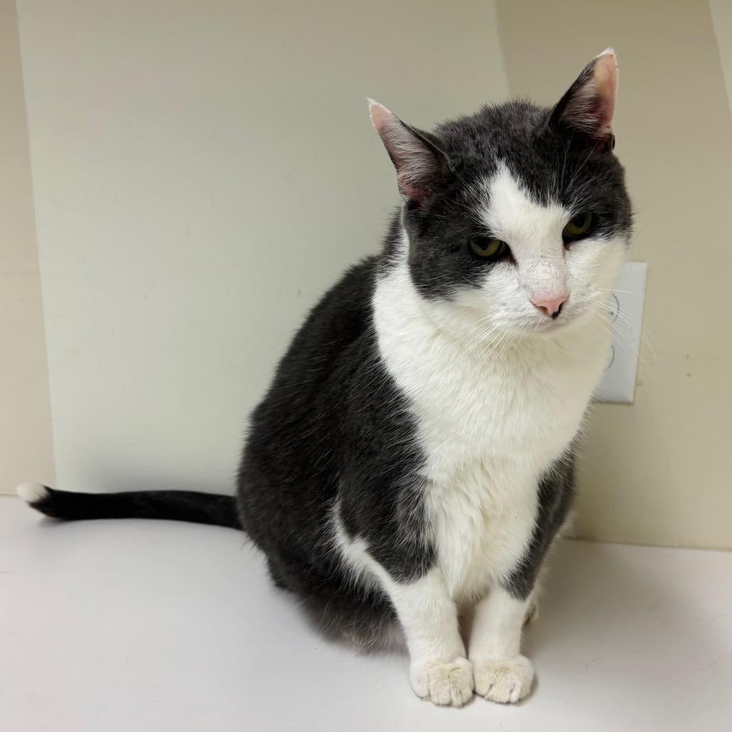 Enlarge Quincy, a Adoptable Domestic Short Hair in Woodbury, NJ image 1/5