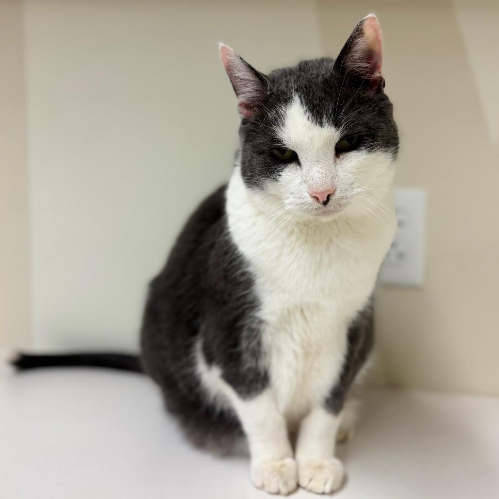Enlarge Quincy, a Adoptable Domestic Short Hair in Woodbury, NJ image 4/5