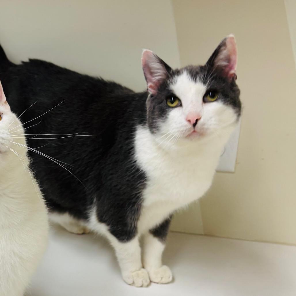 Enlarge Quincy, a Adoptable Domestic Short Hair in Woodbury, NJ image 5/5