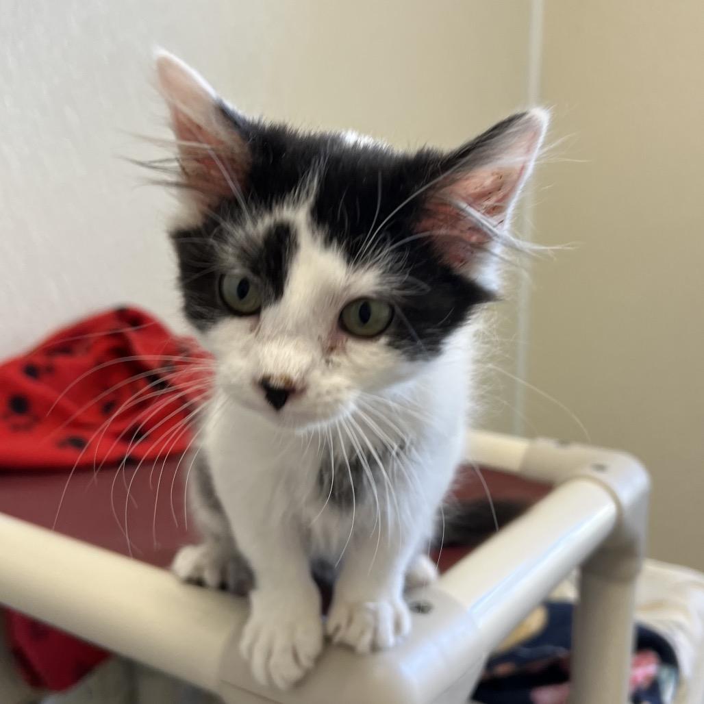 Enlarge Domino, a Adoptable Domestic Medium Hair in Pekin, IL image 1/1