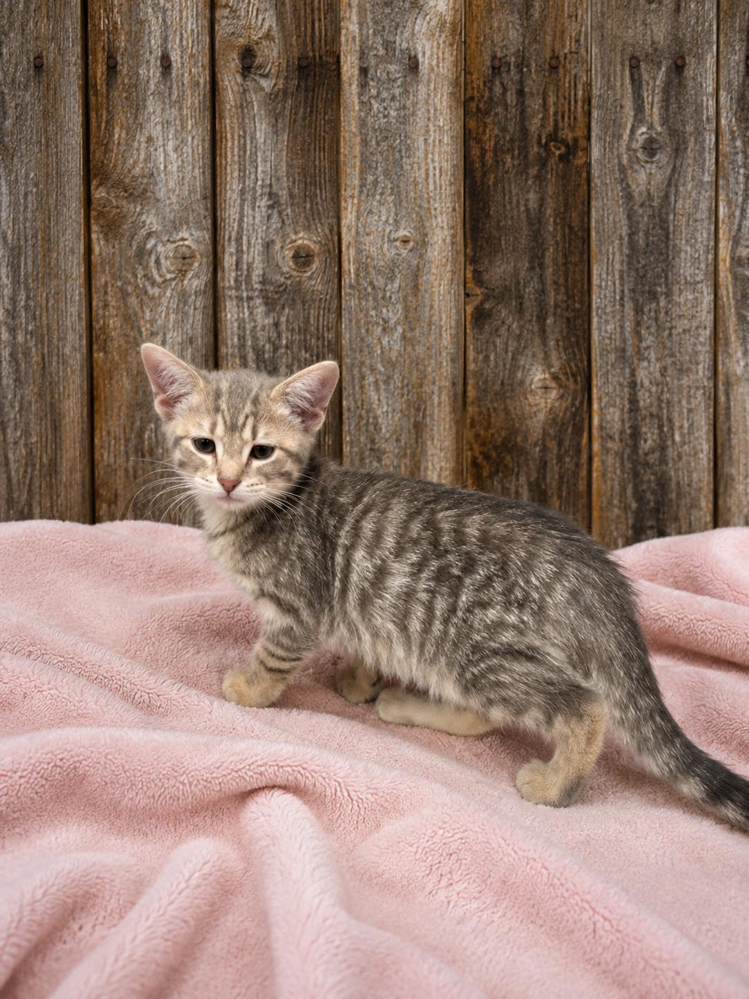 Meowstang, ADOPTABLE, Kitten Female Domestic Short Hair.