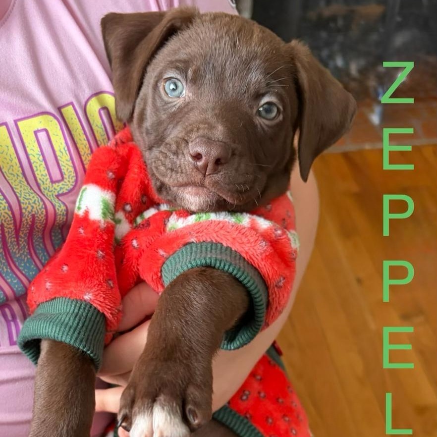 Enlarge Zeppelin (Led - Rock Music Legends), a Adoptable mixed breed in Midland, MI image 1/2
